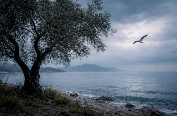Durgun Deniz, Yorgun Zihin ve Bize Ait Olmayan Şeyler